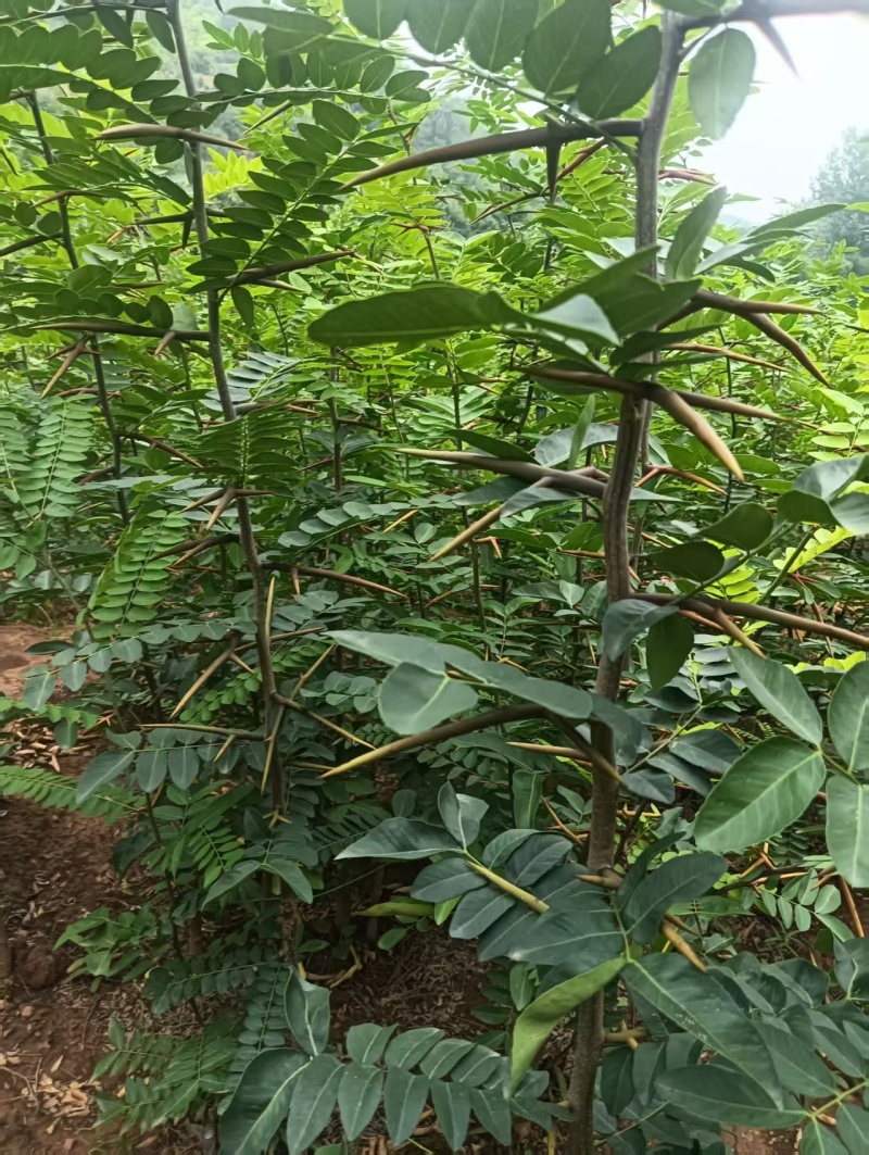 皂角树苗质量保证价格优化基地直发量大优惠