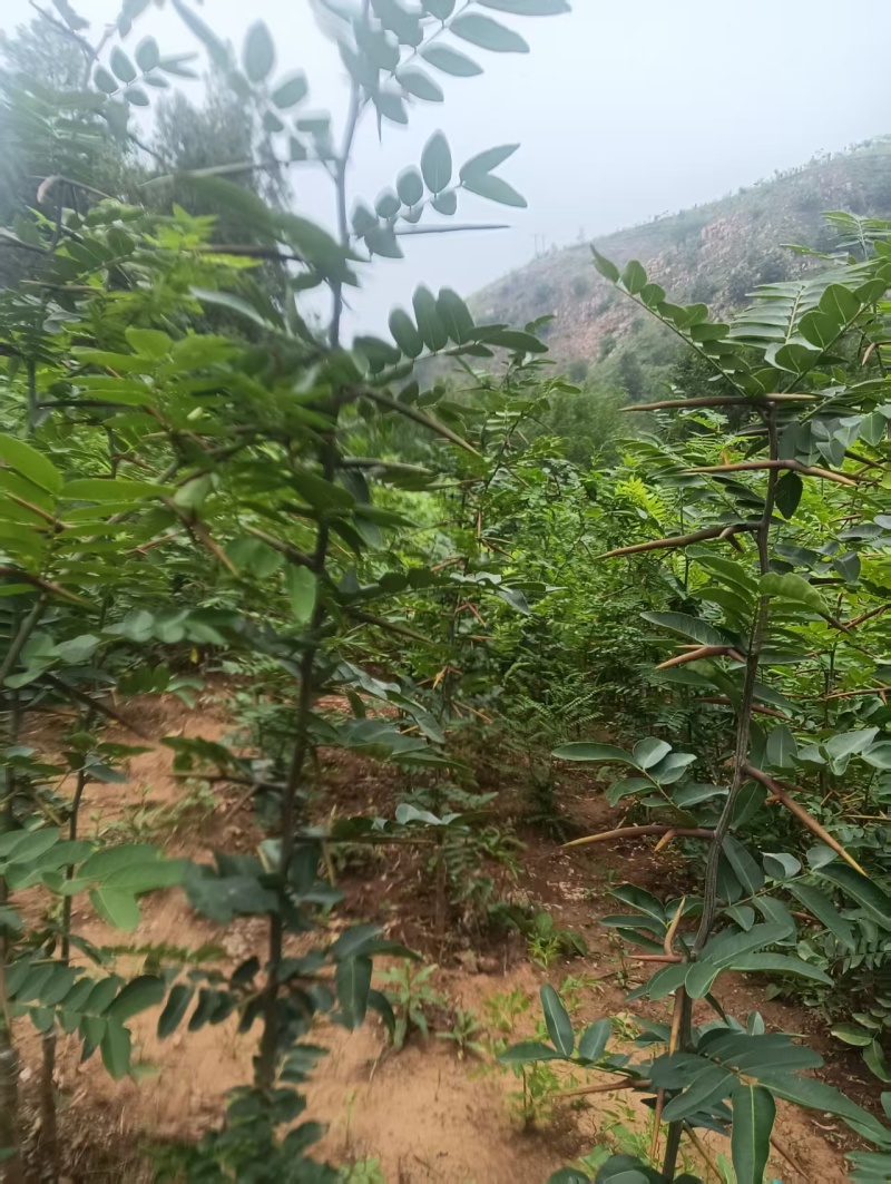 皂角树苗质量保证价格优化基地直发量大优惠