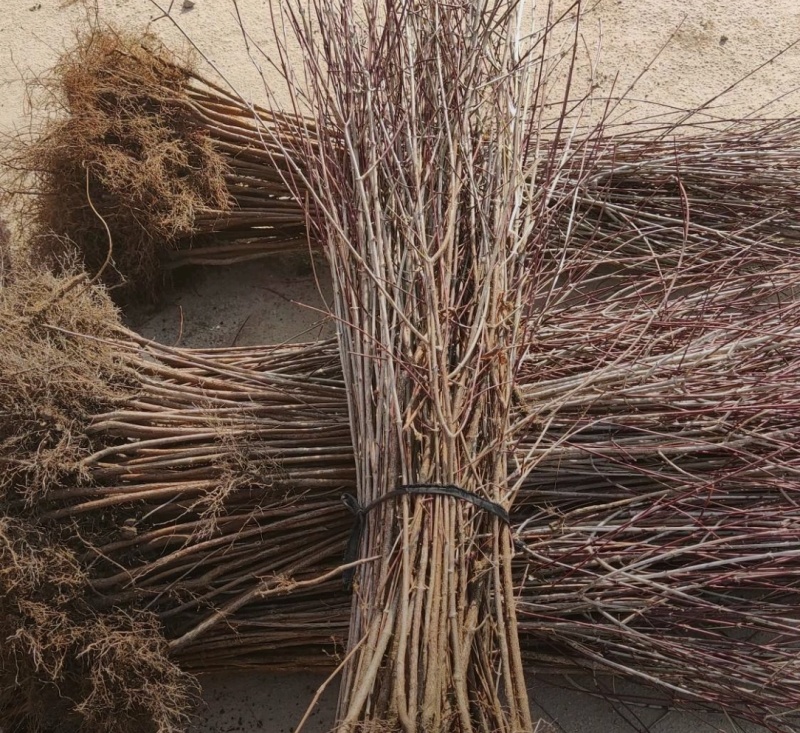 山茱萸苗药材苗木