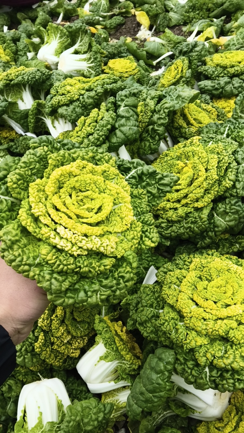 安徽蔬菜黄心菜