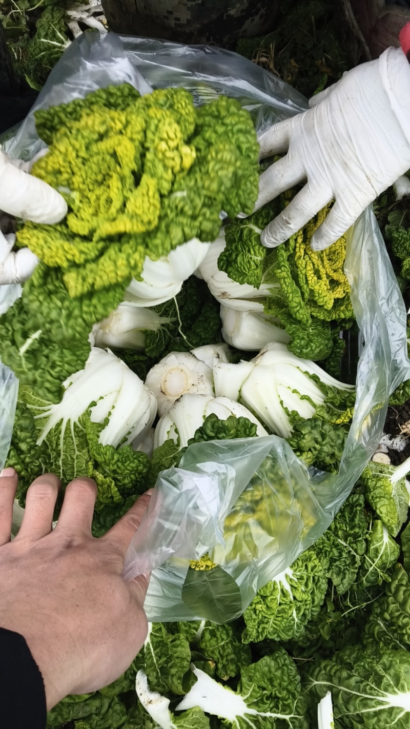 安徽蔬菜黄心菜
