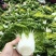 安徽蔬菜黄心菜