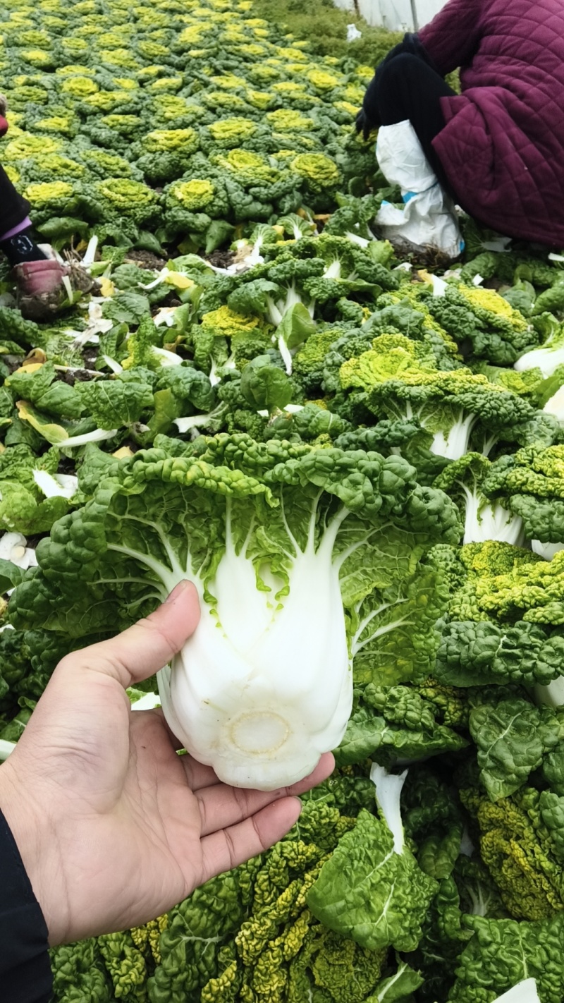安徽蔬菜黄心菜