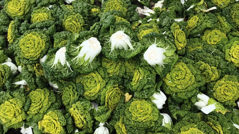 安徽蔬菜黄心菜