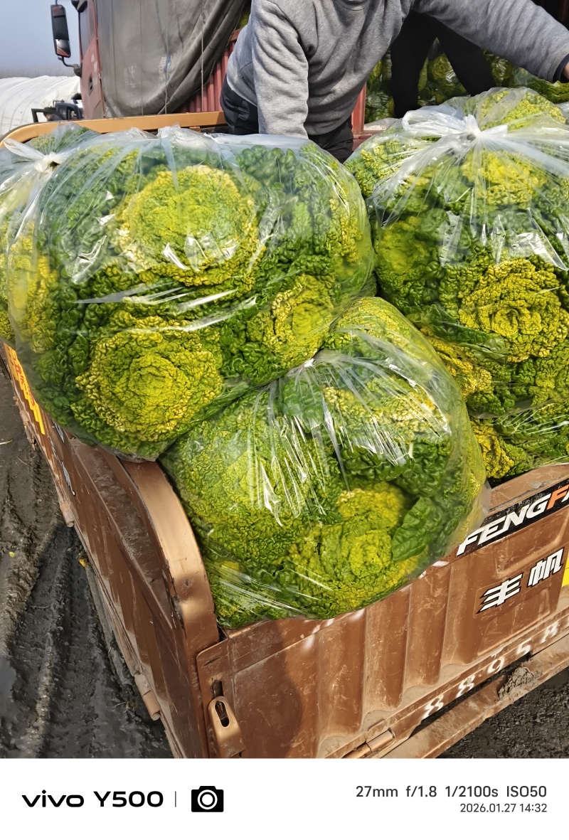 安徽蔬菜黄心菜
