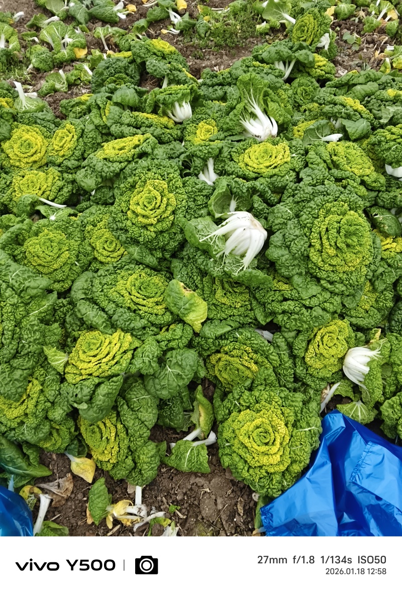 安徽蔬菜黄心菜