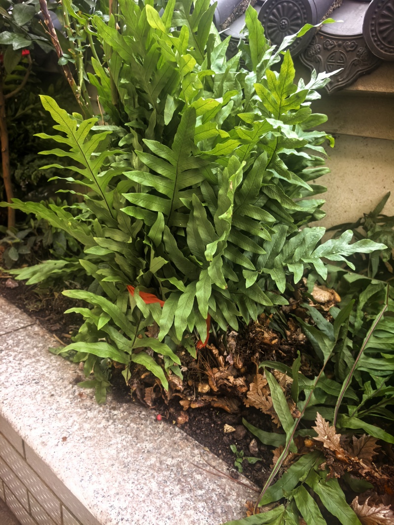 野生骨碎补苗产地浙江