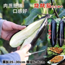 大果型烧烤茄茄子种子早中熟紫黑长茄种籽皮薄籽少顺直春秋播