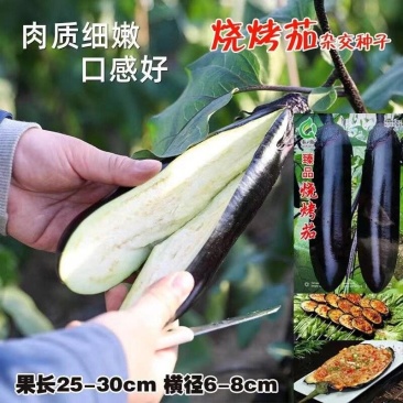 大果型烧烤茄茄子种子早中熟紫黑长茄种籽皮薄籽少顺直春秋播