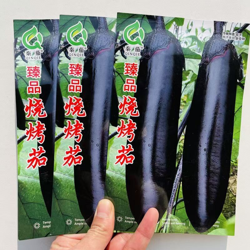 大果型烧烤茄茄子种子早中熟紫黑长茄种籽皮薄籽少顺直春秋播
