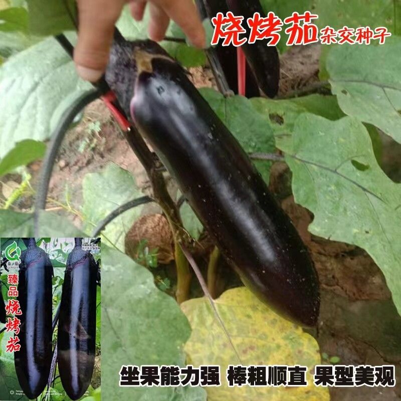 大果型烧烤茄茄子种子早中熟紫黑长茄种籽皮薄籽少顺直春秋播