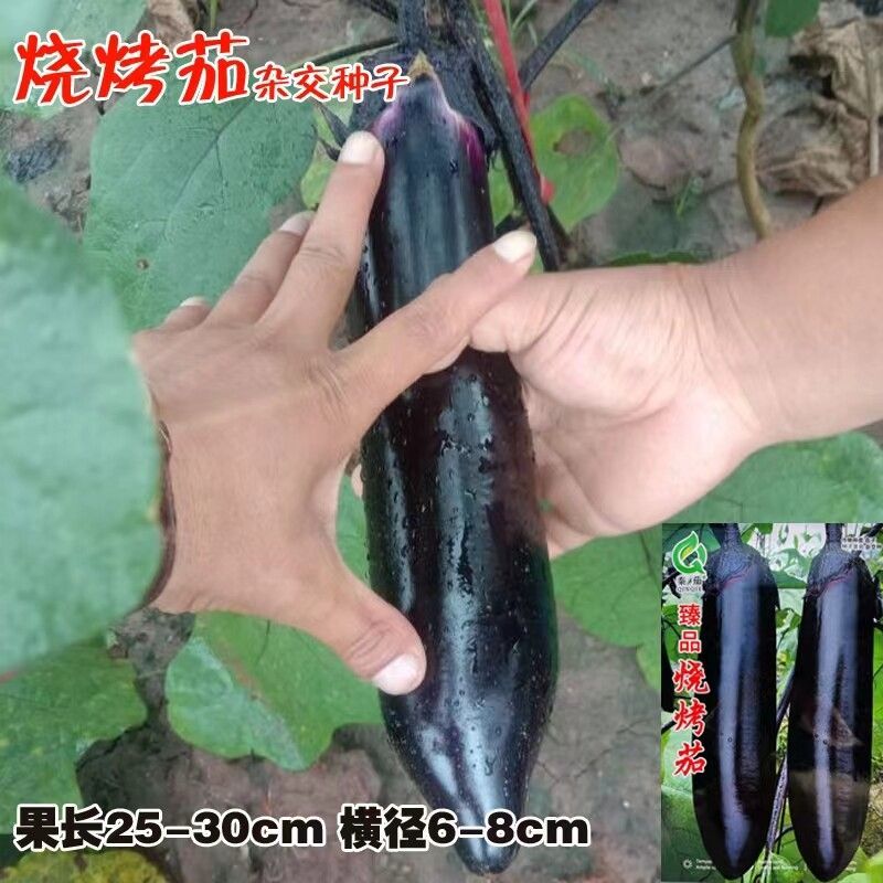 大果型烧烤茄茄子种子早中熟紫黑长茄种籽皮薄籽少顺直春秋播