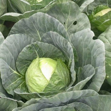 精品圆包菜