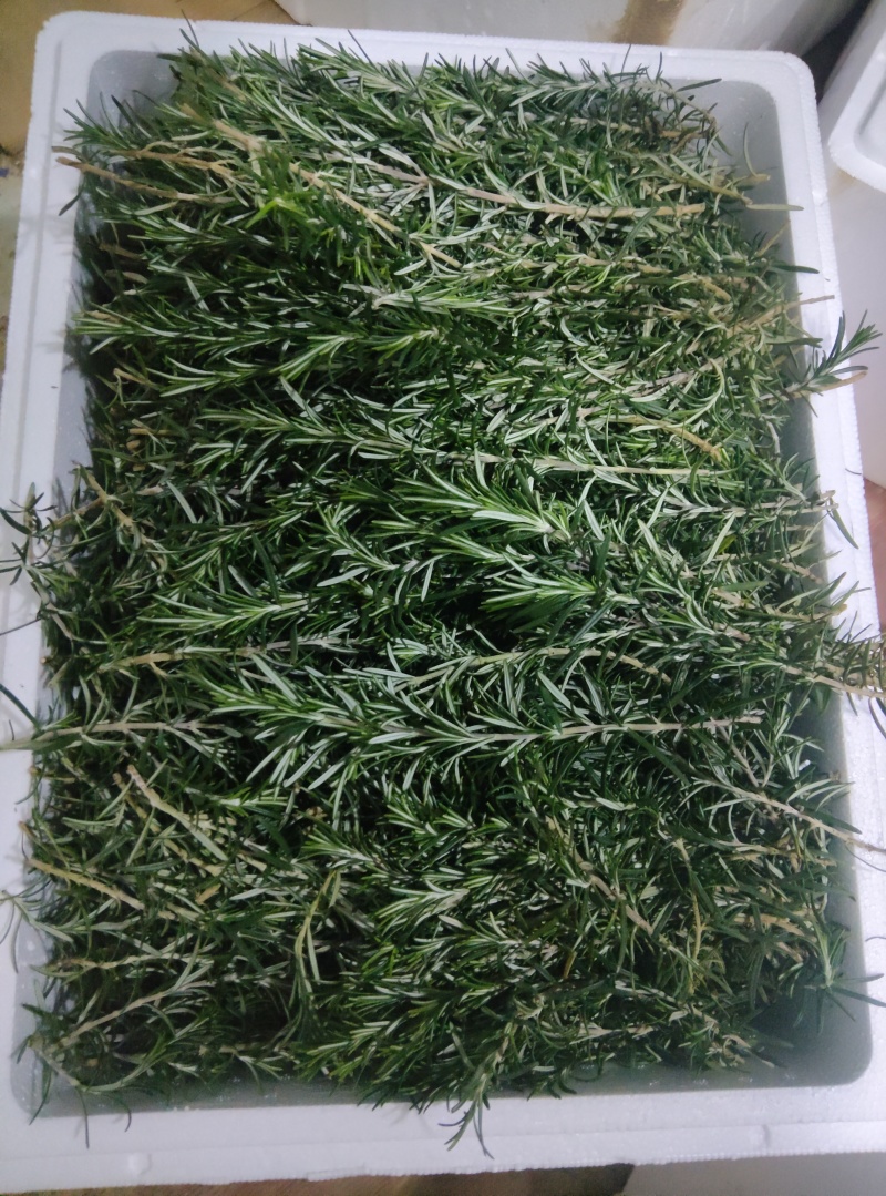 云南高原露天迷迭香；支持一件代发；全年现货大量供应