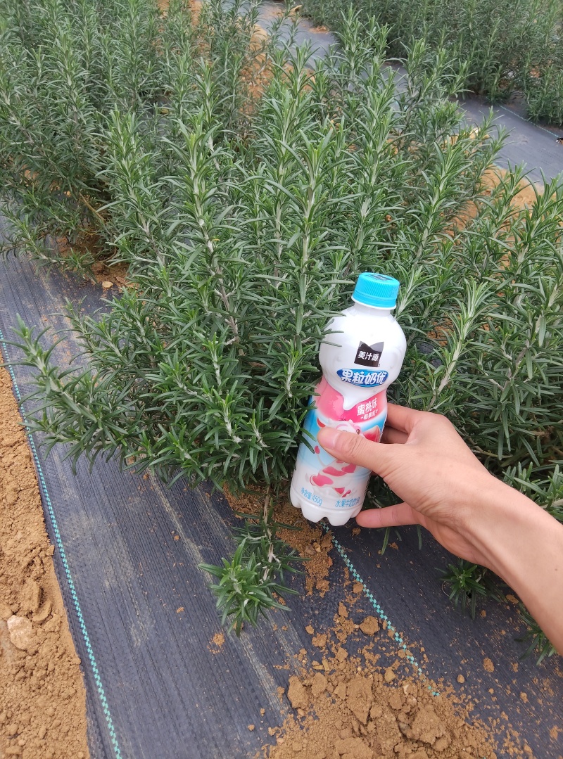 云南高原露天迷迭香；支持一件代发；全年现货大量供应