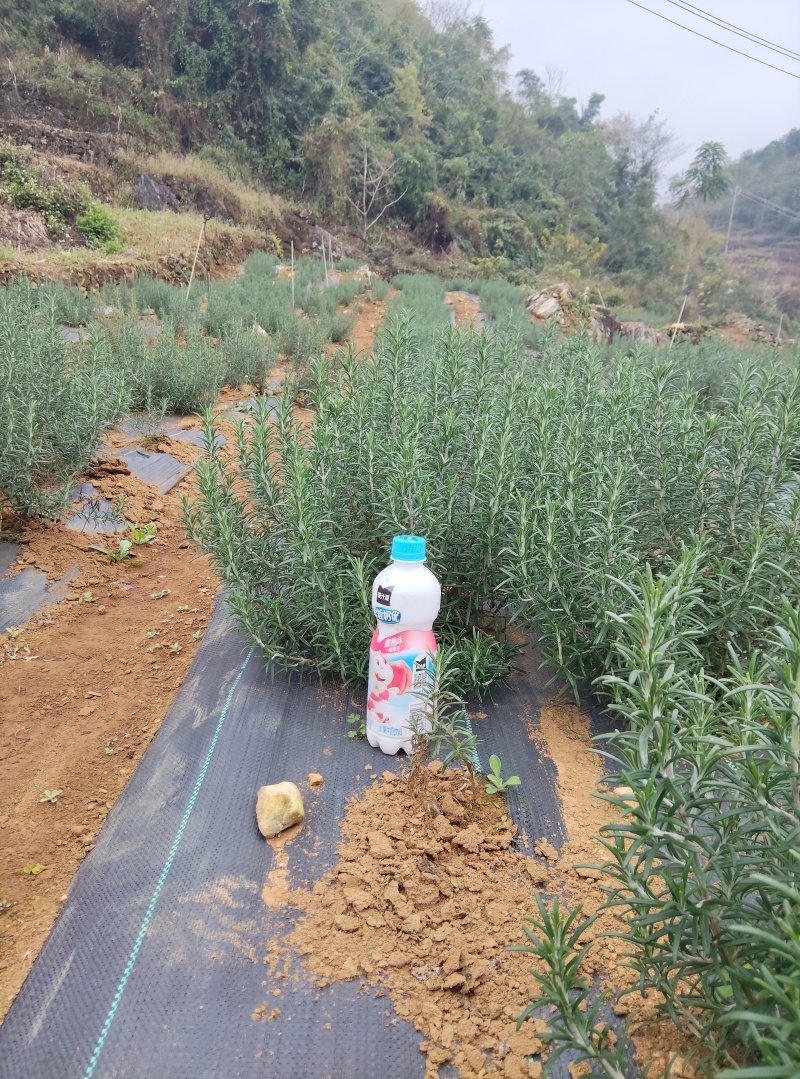 云南高原露天迷迭香；支持一件代发；全年现货大量供应