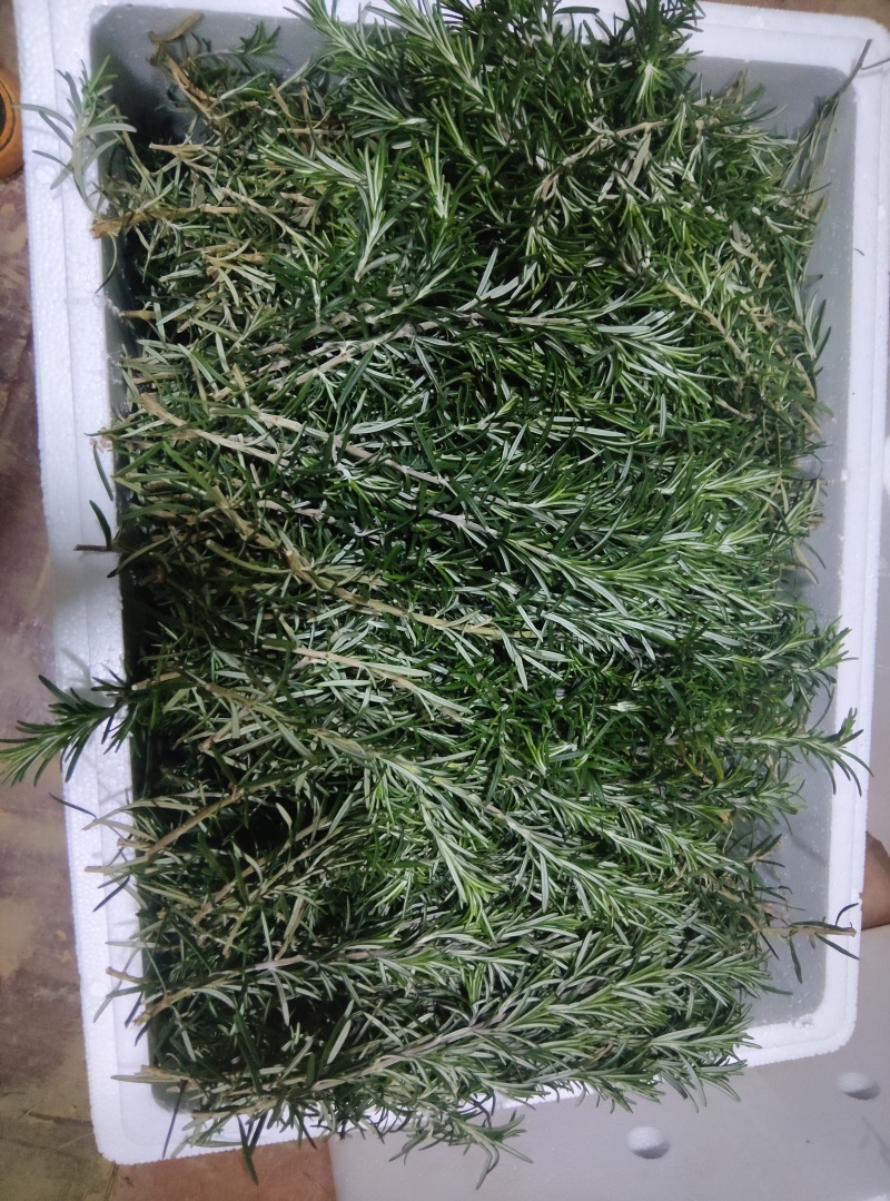 云南高原露天迷迭香；支持一件代发；全年现货大量供应
