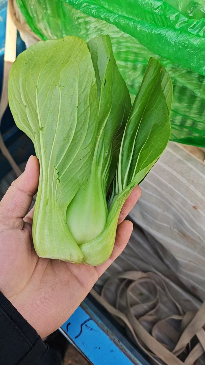 邯郸上海青口感鲜嫩叶片肥厚产地直发欢迎来电