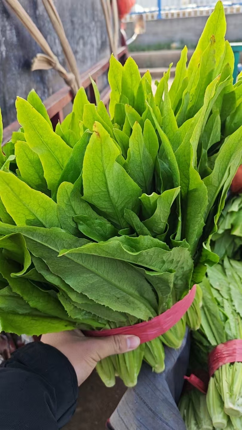 河北邯郸现采油麦菜鲜绿脆嫩大量有货各种叶菜可拼车