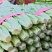 河北邯郸现采油麦菜鲜绿脆嫩大量有货各种叶菜可拼车