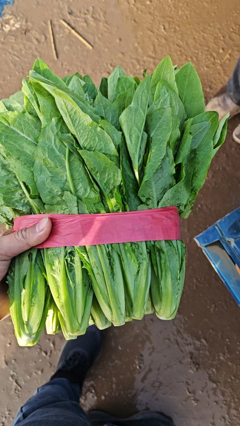 河北邯郸现采油麦菜鲜绿脆嫩大量有货各种叶菜可拼车