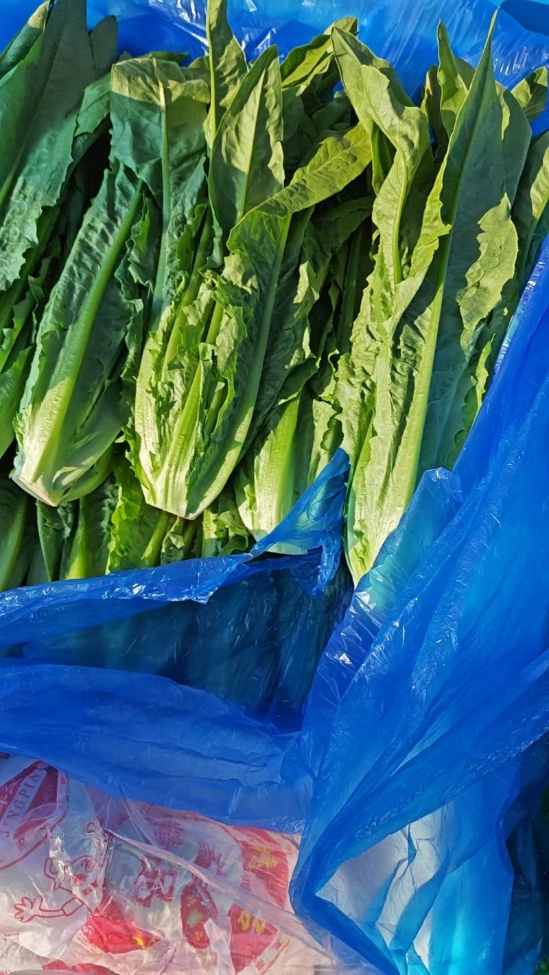 河北邯郸现采油麦菜鲜绿脆嫩大量有货各种叶菜可拼车