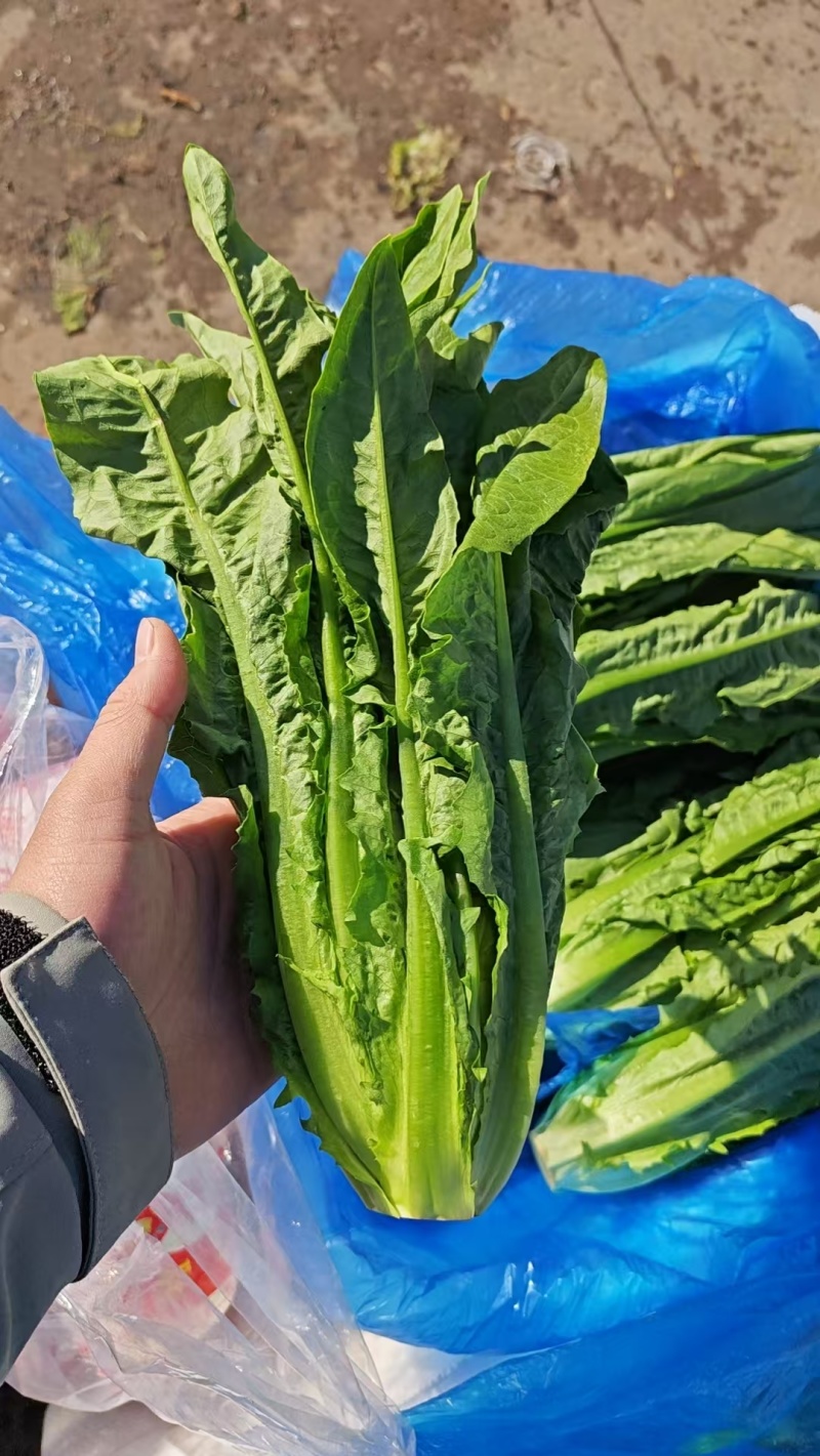 河北邯郸现采油麦菜鲜绿脆嫩大量有货各种叶菜可拼车