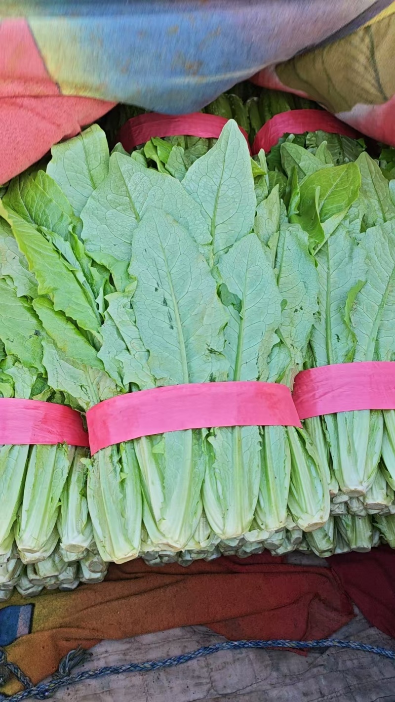 河北邯郸现采油麦菜鲜绿脆嫩大量有货各种叶菜可拼车