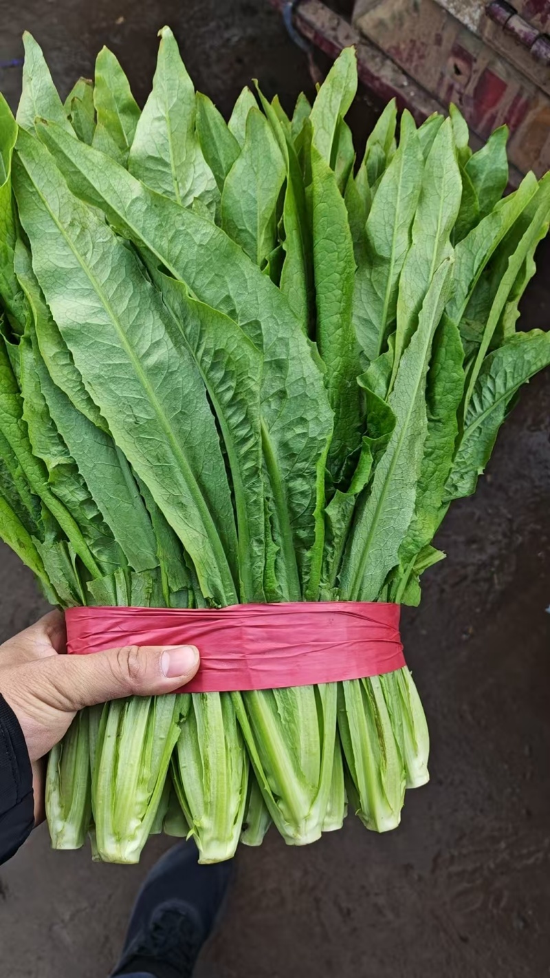 河北邯郸现采油麦菜鲜绿脆嫩大量有货各种叶菜可拼车