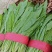 河北邯郸现采油麦菜鲜绿脆嫩大量有货各种叶菜可拼车
