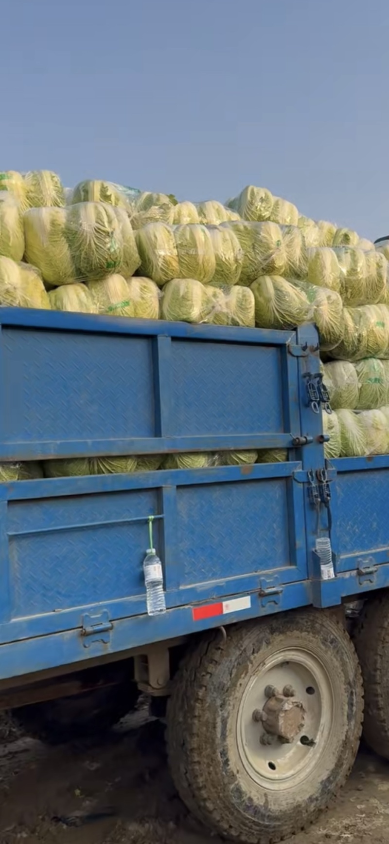 精品大白菜大量现货对接全国各批发市场加工厂