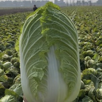 精品大白菜大量现货对接全国各批发市场加工厂