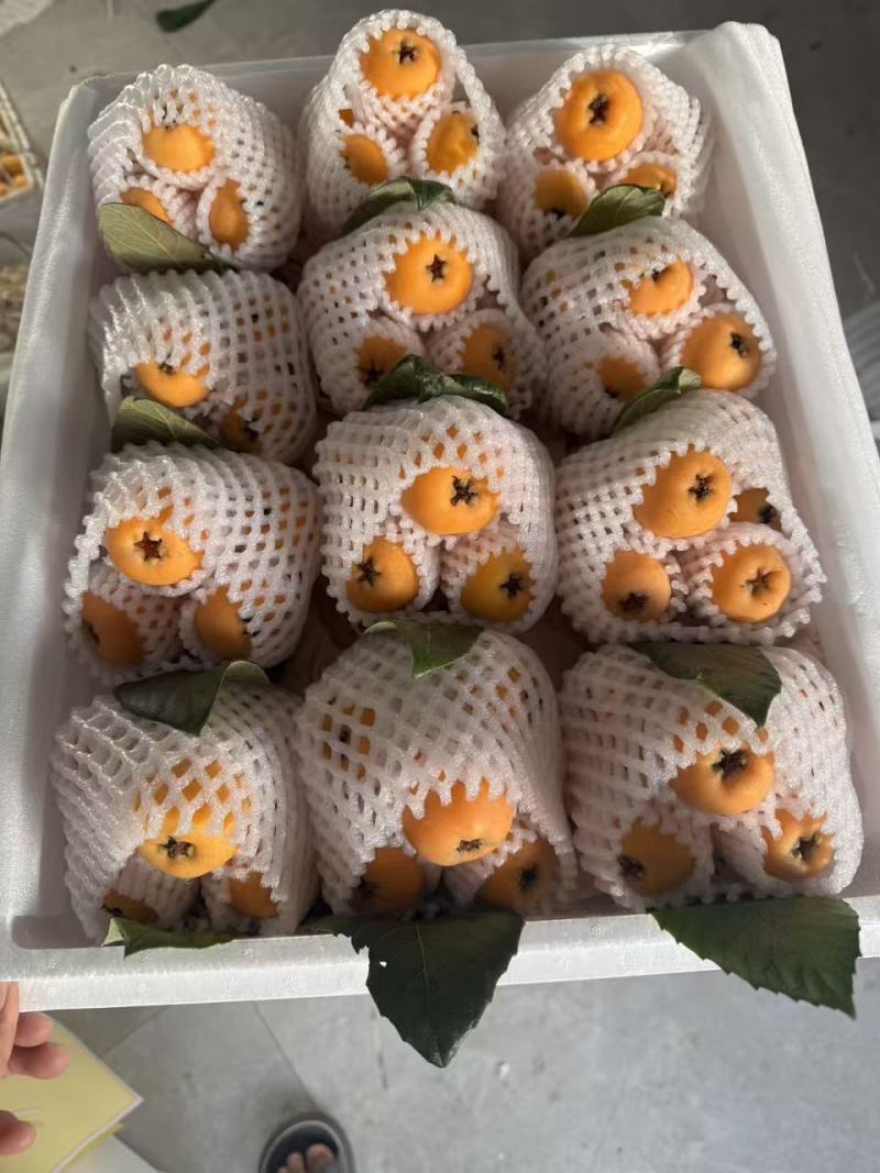 【热卖】枇杷/云南蒙自枇杷货源充足新鲜采摘质量保证