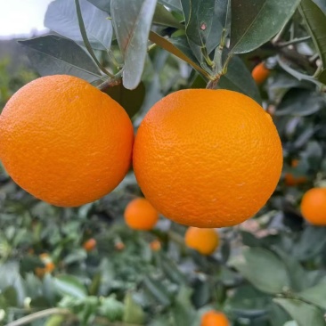 桂林蜜香橙