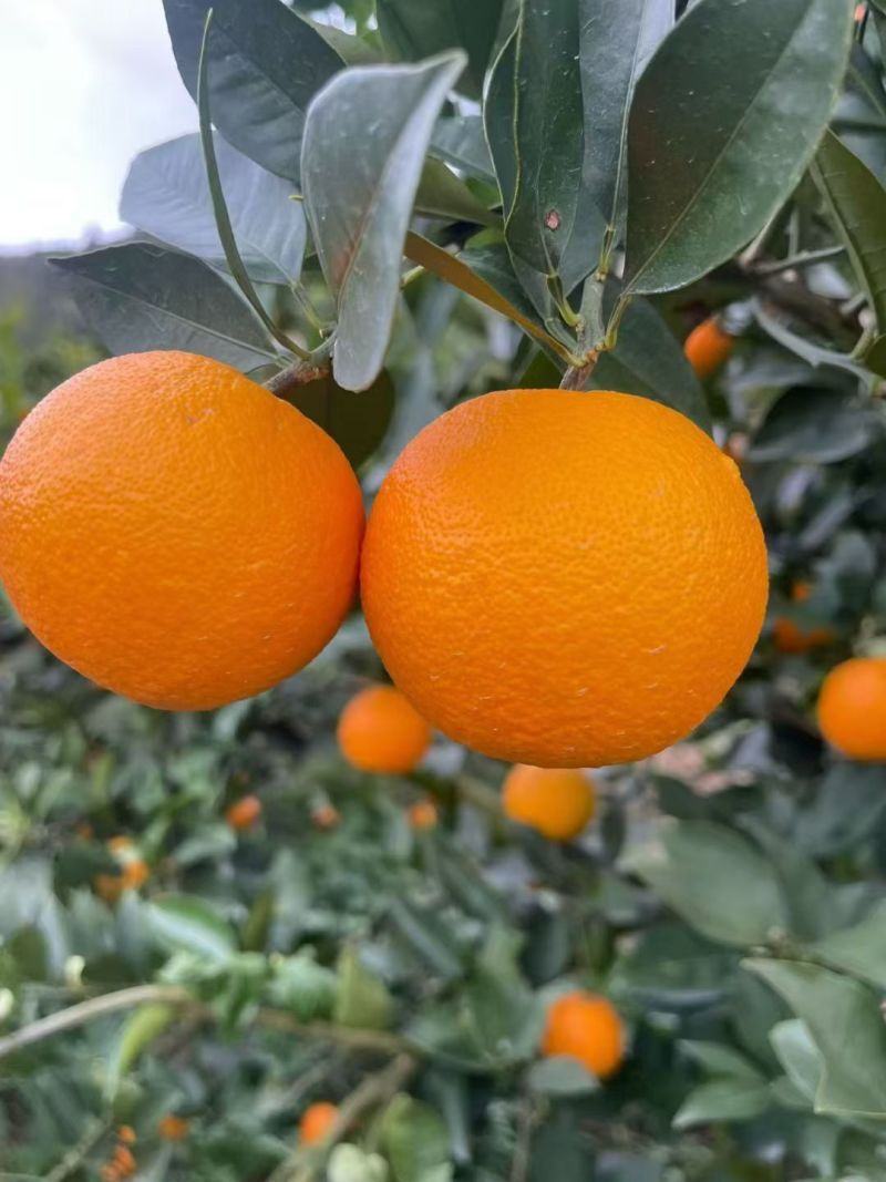 桂林蜜香橙