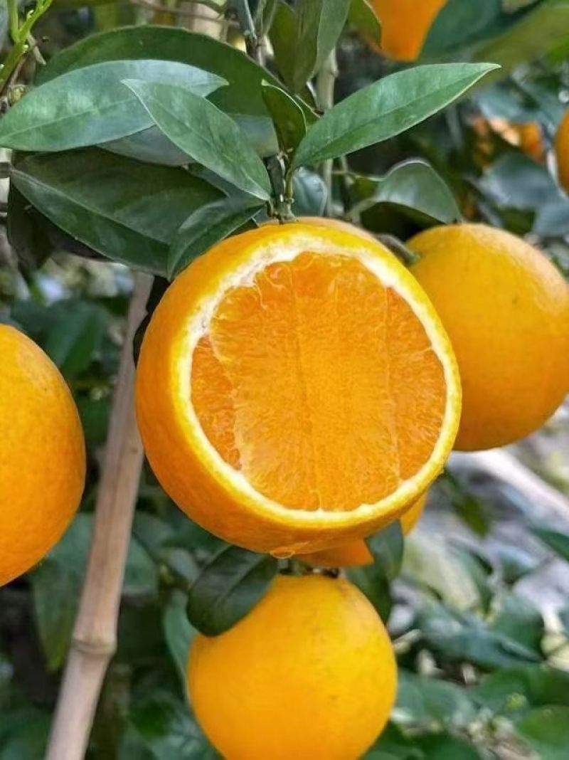 桂林蜜香橙
