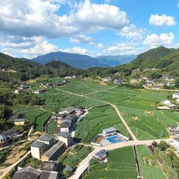 500亩精品槟榔芋，大量供应，品质保证！
