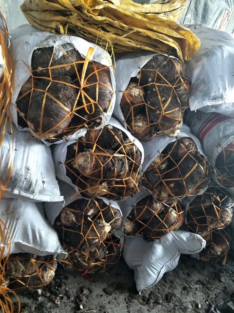 500亩精品槟榔芋，大量供应，品质保证！