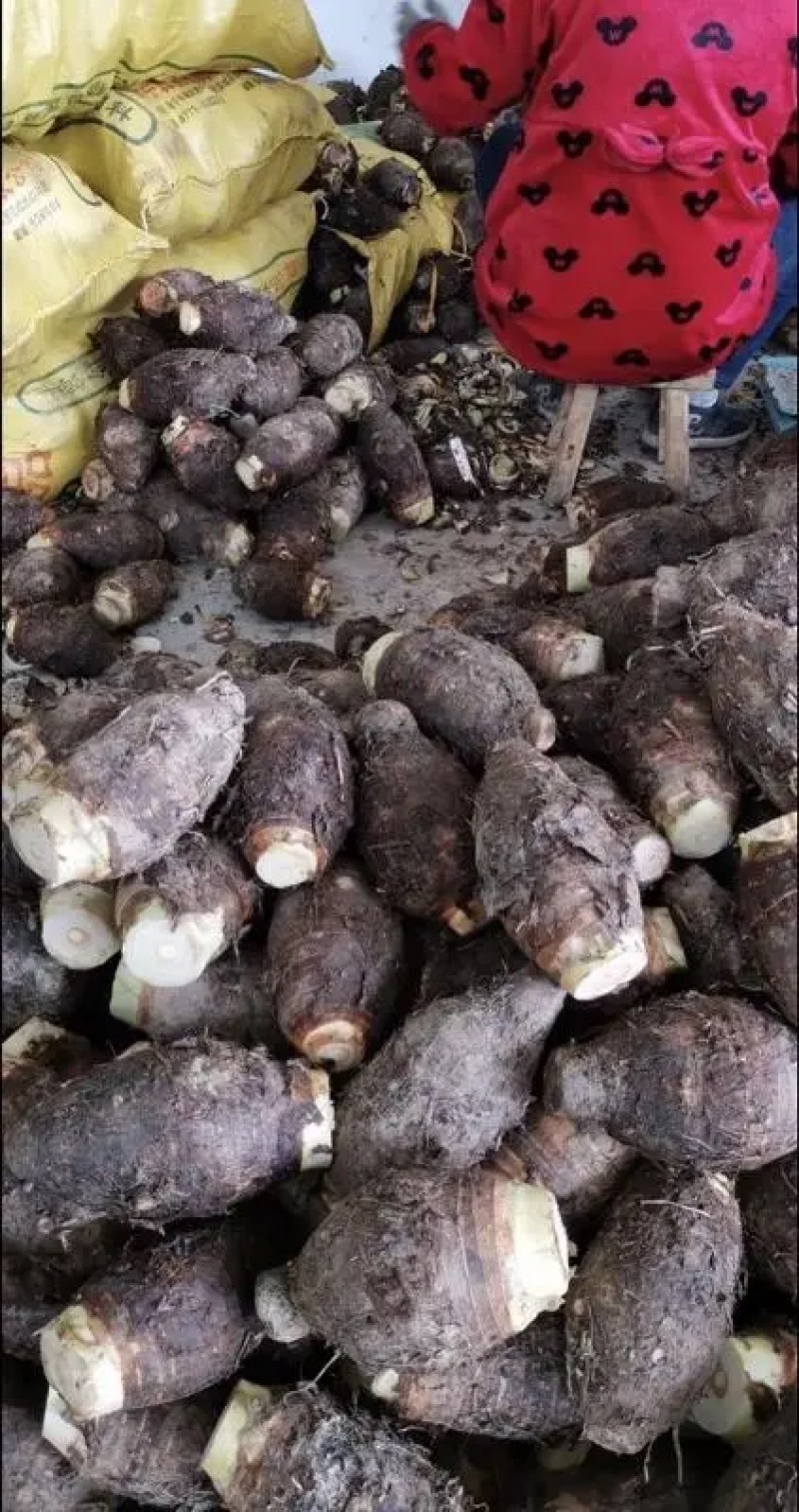 500亩精品槟榔芋，大量供应，品质保证！