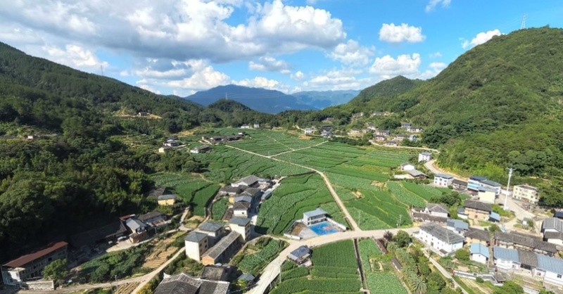 500亩精品槟榔芋，大量供应，品质保证！