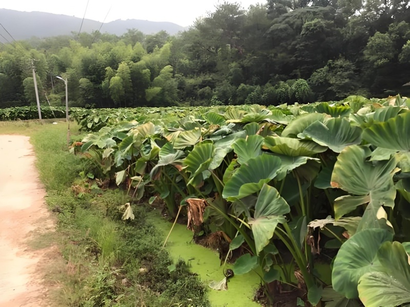 500亩精品槟榔芋，大量供应，品质保证！