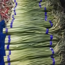 红帽蒜苔库存蒜苔一手货源量大优惠随到随装欢迎联系