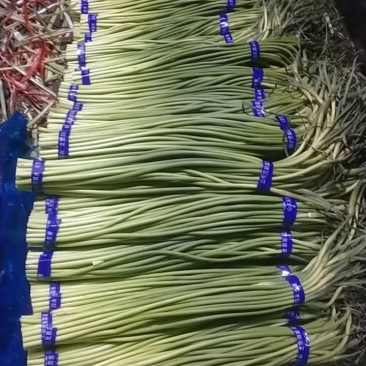 红帽蒜苔库存蒜苔一手货源量大优惠随到随装欢迎联系