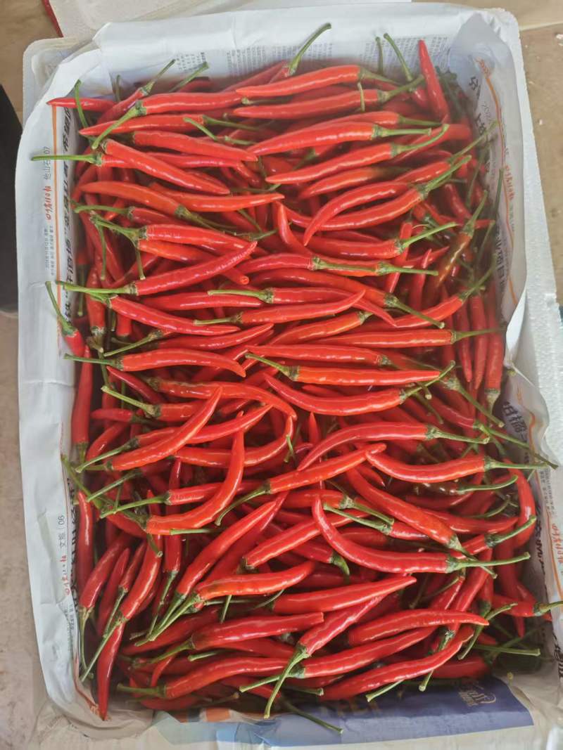 云南红小米椒