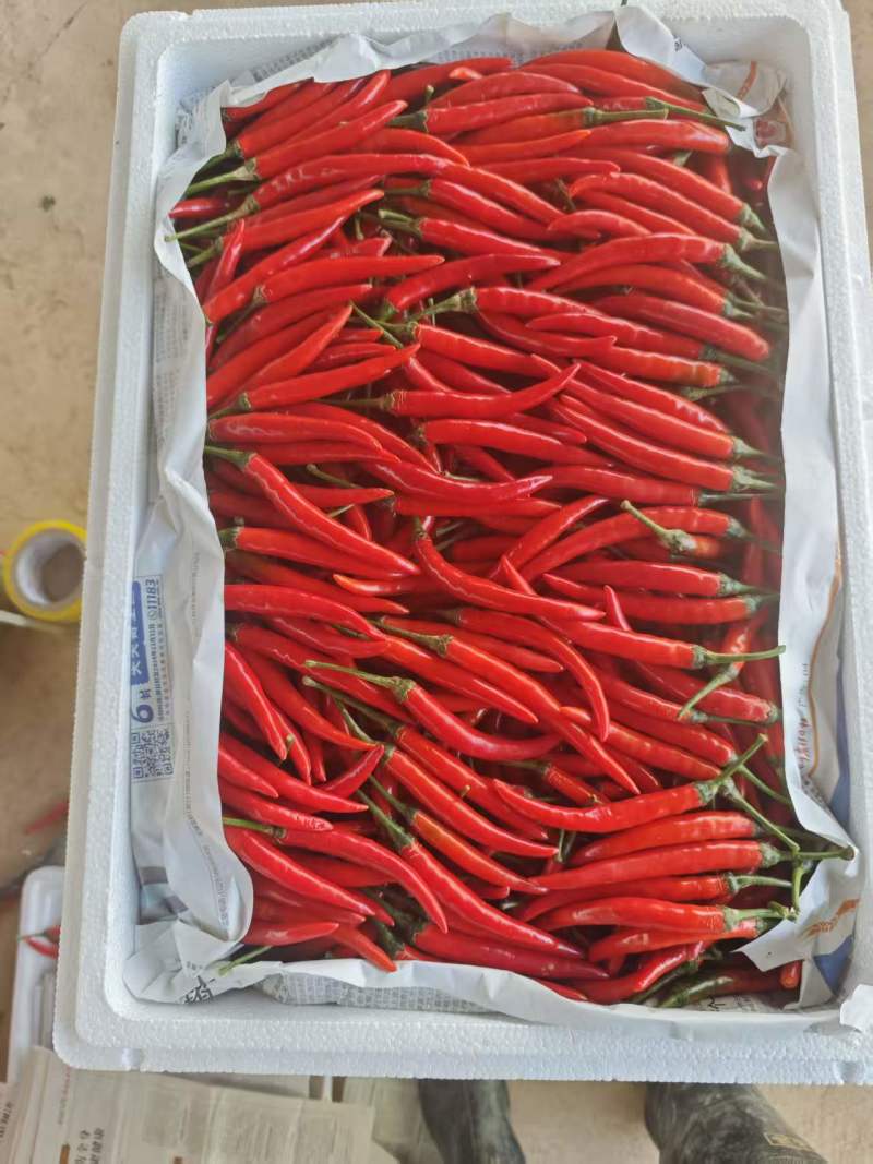 云南红小米椒
