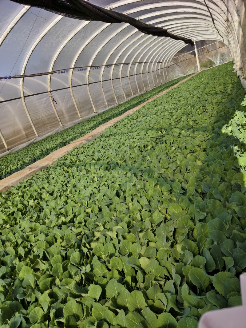 金白菜京丰一号