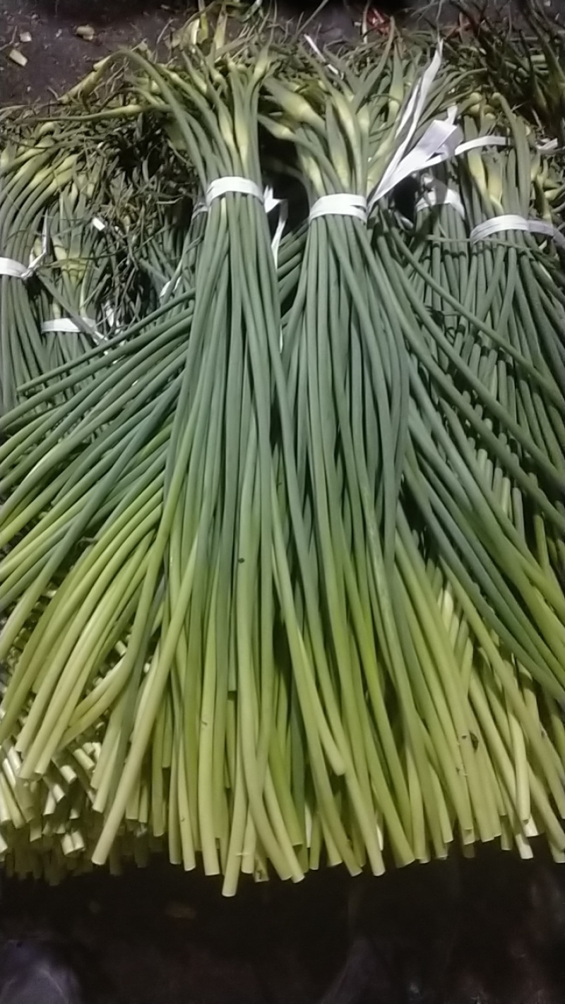 红帽蒜苔库存蒜苔一手货源量大优惠随到随装欢迎联系