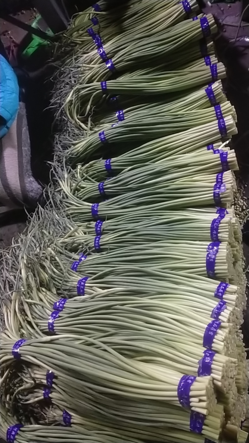 红帽蒜苔库存蒜苔一手货源量大优惠随到随装欢迎联系