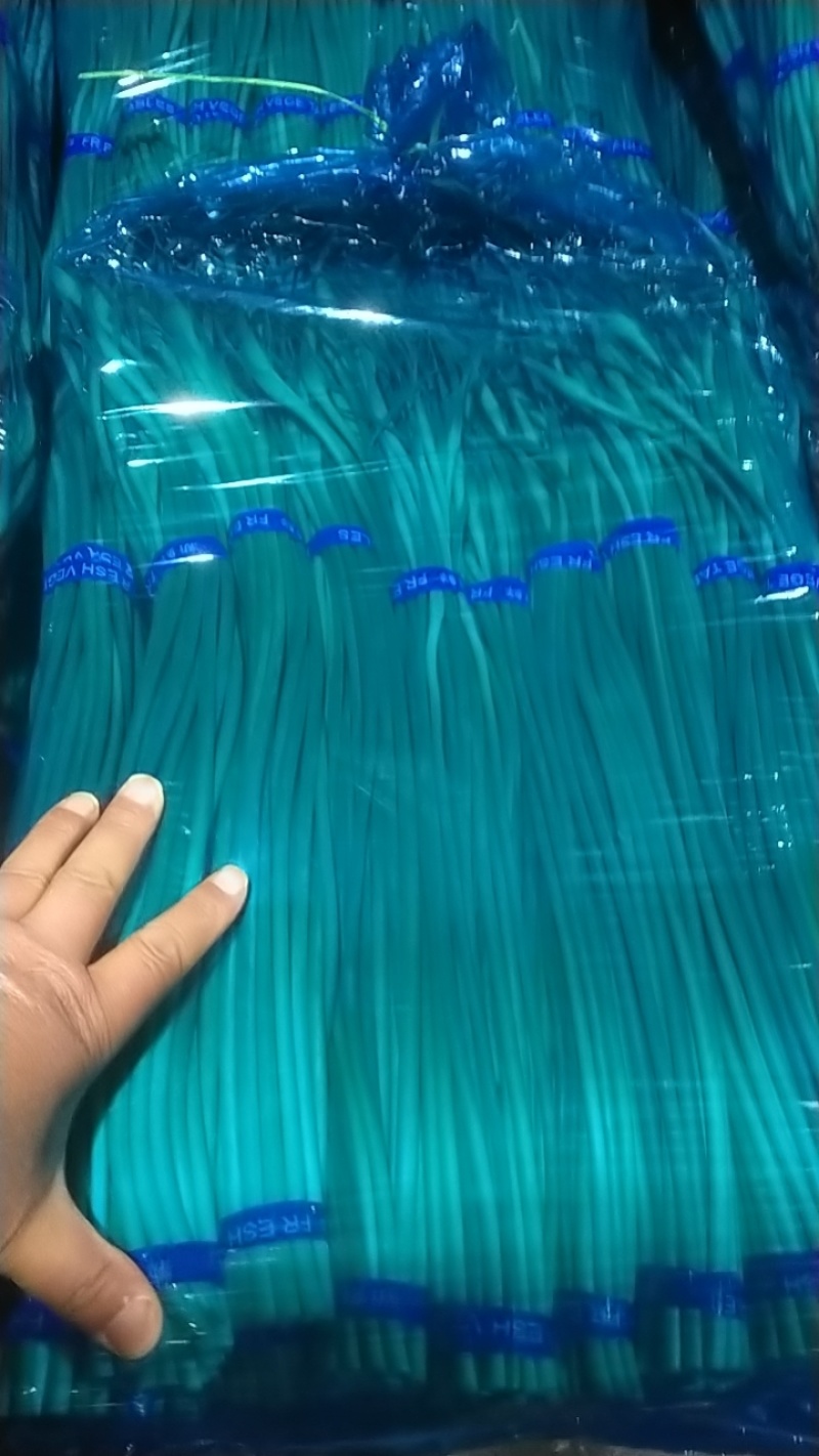 红帽蒜苔库存蒜苔一手货源量大优惠随到随装欢迎联系
