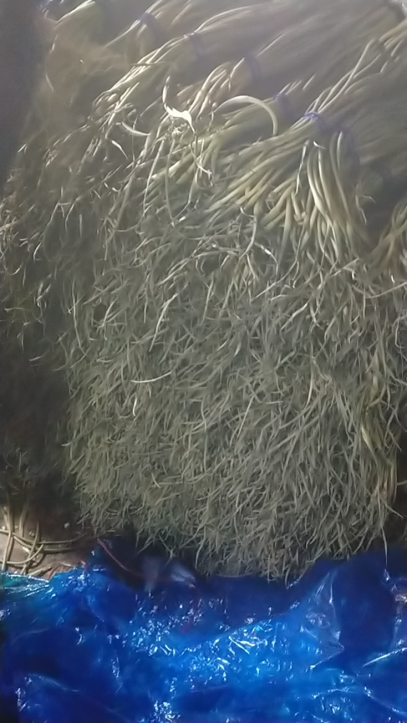 红帽蒜苔库存蒜苔一手货源量大优惠随到随装欢迎联系
